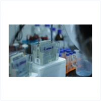 Western Blot