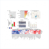 非靶向代谢组学